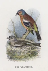The Chaffinch
