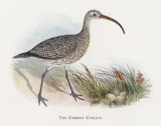 The Common Curlew