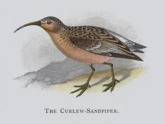 The Curlew-Sandpiper