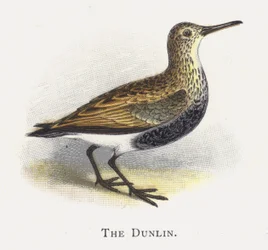 The Dunlin