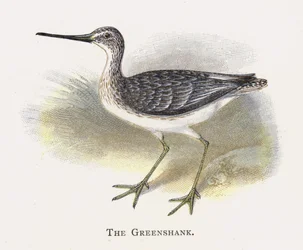 The Greenshank