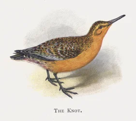 The Knot