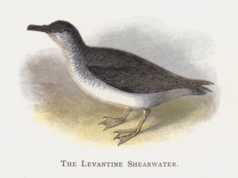The Levantine Shearwater