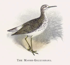 The Marsh-Greenshank