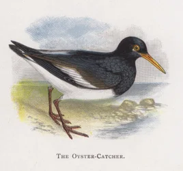 The Oyster-Catcher