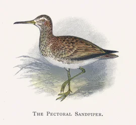 The Pectoral Sandpiper