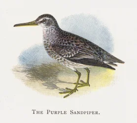 The Purple Sandpiper