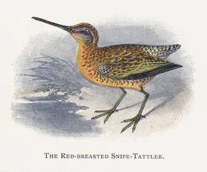 The Red-breasted Snipe-Tattler