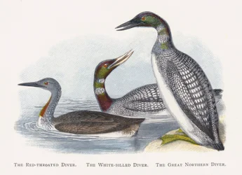 The Red-throated Diver, The White-billed Diver, The Great Northern Diver