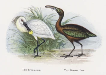 The Spoon-bill, The Glossy Ibis