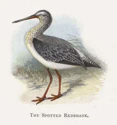 The Spotted Redshank