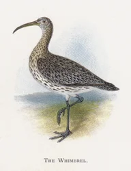 The Whimbrel