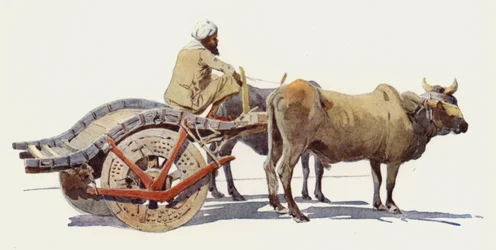 A Bullock Cart, Jodhpur