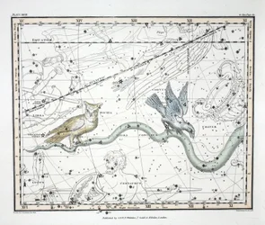 The Constellations (Plate XXVII) Hydra Continua, Crater, Covus, Centaurus et Lupus from 