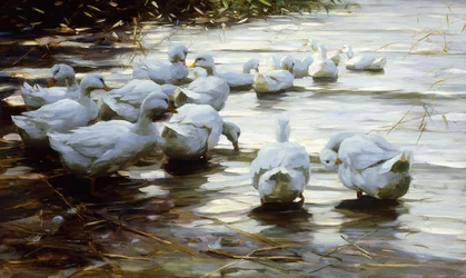 Ducks in Shallow Water Reed