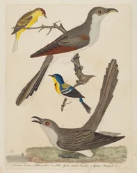 Carolina Cuckoo, Black-billed Cuckoo, Blue Yellow-backed Warbler, and Yellow, pub. 1808-1814