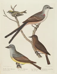 Swallow-tailed Flycatcher, Arkansas Flycatcher, Say
