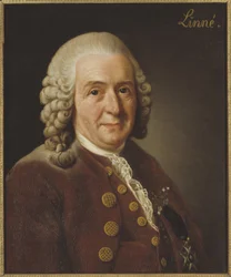 Carl Linnaeus (1707-1778), Professor and Botanist, 1775