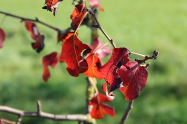 Autumn Colors