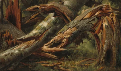 Fallen Tree