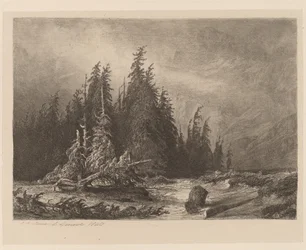 Mountain Pines