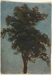 Tree Study