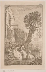 The Goose and the Swan