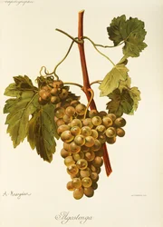Agostenga Grape