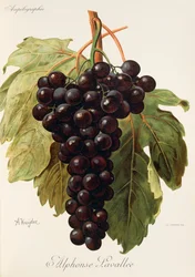 Alphonse Lavallee grape