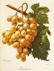 Amokrane grape