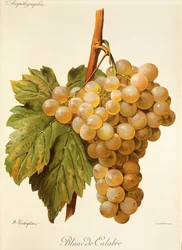 Blanc de Calabre grape