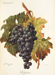 Bolgnino grape