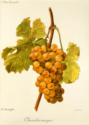Chasselas Musque Grape
