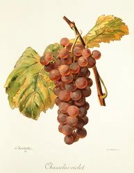 Chasselas Violet grape