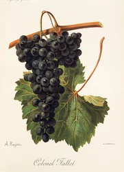 Colonel Fallet grape