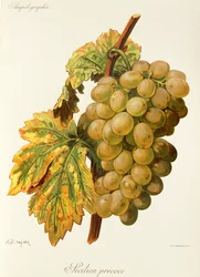 Frankenthal Grape