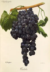 Gateta grape