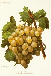 Golden Champion Grape