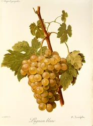 Lignan Blanc Grape