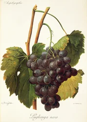 Luglienga Nera grape