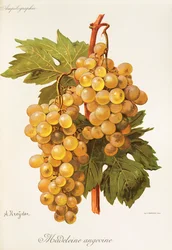 Madeleine Angevine grape