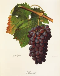 Pamit Grape