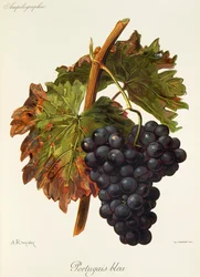 Portugais bleu grape