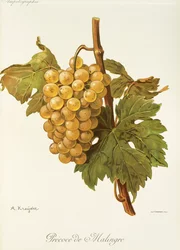 Precoce de Malingre Grape