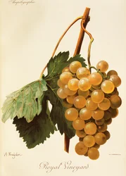 Royal Vineyard grape