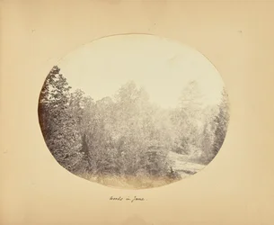 Woods in June