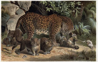 Panther and its young - Panthera, from 