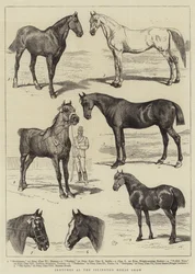 Sketches at the Islington Horse Show