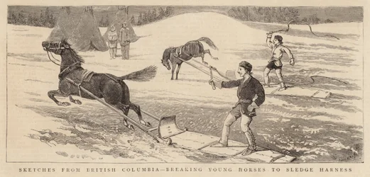 Sketches from British Columbia, breaking Young Horses to Sledge Harness