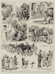 The Shire Horse Society